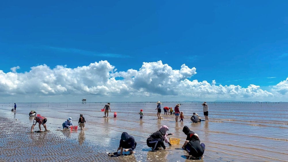 Hoạt động cào nghêu thú vị tại biển Tân Thành